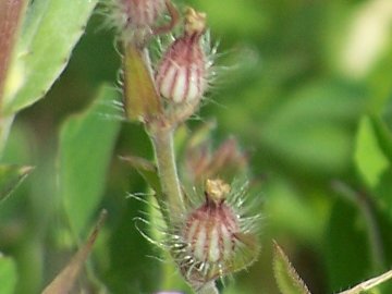 Una Silene rossa - Silene gallica